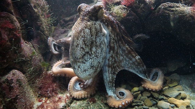 Diferencias entre pulpos y calamares