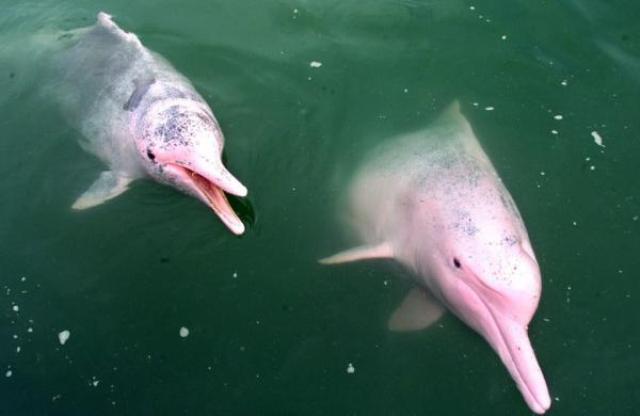 Diferencias entre delfín y tonina