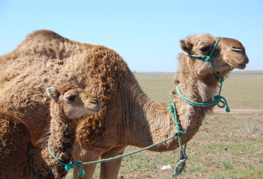 Diferencias entre camellos y dromedarios