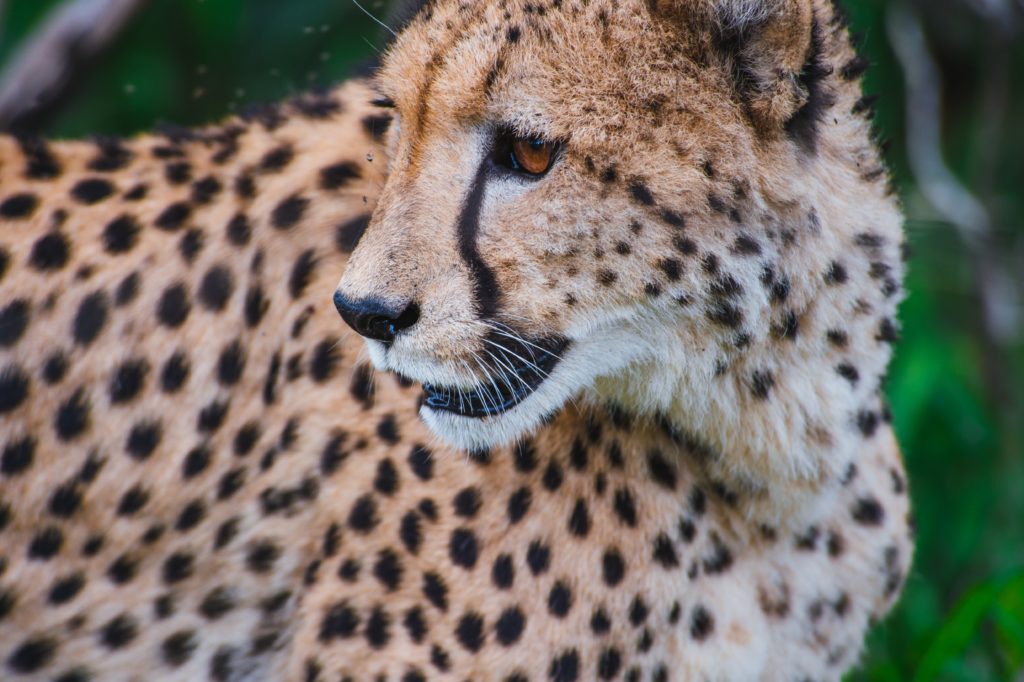 Diferencias entre guepardo y jaguar